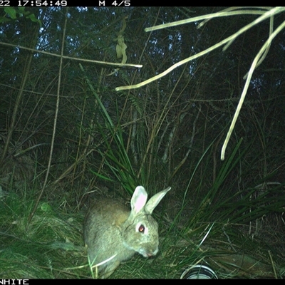 Oryctolagus cuniculus (European Rabbit) at Wapengo, NSW - 22 Sep 2024 by Pigram