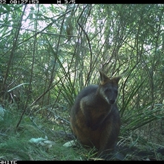 Wallabia bicolor (Swamp Wallaby) at Wapengo, NSW - 22 Sep 2024 by Pigram