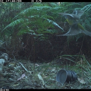 Eopsaltria australis at Wapengo, NSW - 2 Nov 2024 by Pigram