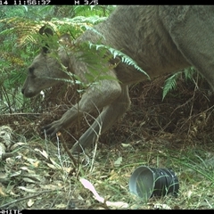 Macropus giganteus (Eastern Grey Kangaroo) at Wapengo, NSW - 14 Oct 2024 by Pigram
