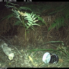 Rattus fuscipes (Bush Rat) at Wapengo, NSW - 30 Oct 2024 by Pigram