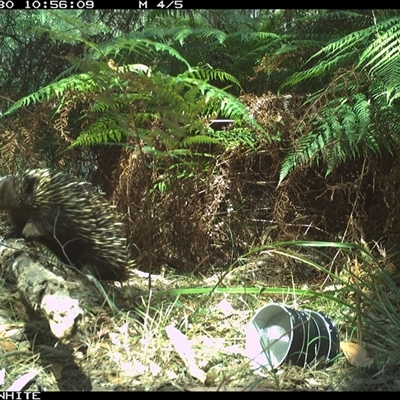 Tachyglossus aculeatus (Short-beaked Echidna) at Wapengo, NSW - 30 Oct 2024 by Pigram
