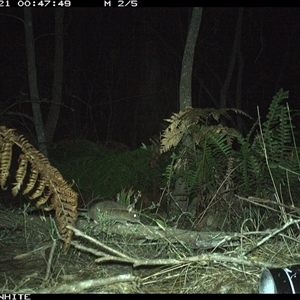 Rattus rattus at Wapengo, NSW - 21 Nov 2024 by Pigram