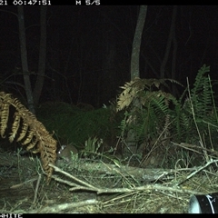 Rattus (genus) at Wapengo, NSW - 21 Nov 2024 12:47 AM