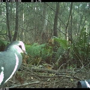 Ocyphaps lophotes at Wapengo, NSW - 1 Dec 2024 by Pigram