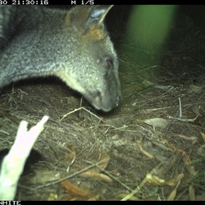 Wallabia bicolor (Swamp Wallaby) at Wapengo, NSW - 30 Sep 2024 by Pigram