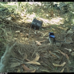 Malurus cyaneus (Superb Fairywren) at Wapengo, NSW - 2 Oct 2024 by Pigram