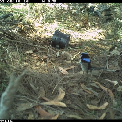 Malurus cyaneus (Superb Fairywren) at Wapengo, NSW - 2 Oct 2024 by Pigram