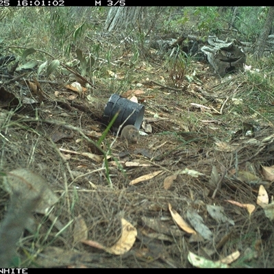 Antechinus agilis (Agile Antechinus) at Wapengo, NSW - 25 Sep 2024 by Pigram