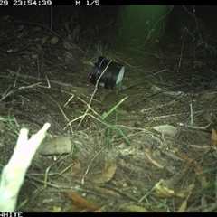 Antechinus agilis (Agile Antechinus) at Wapengo, NSW - 29 Sep 2024 by Pigram