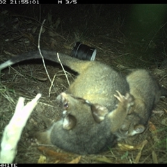 Pseudocheirus peregrinus (Common Ringtail Possum) at Wapengo, NSW - 2 Oct 2024 by Pigram