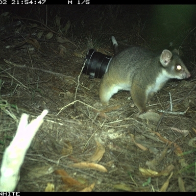 Pseudocheirus peregrinus (Common Ringtail Possum) at Wapengo, NSW - 2 Oct 2024 by Pigram
