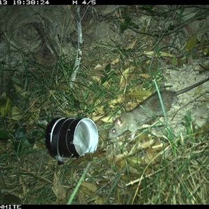 Rattus rattus (Black Rat) at Wapengo, NSW - 13 Oct 2024 by Pigram