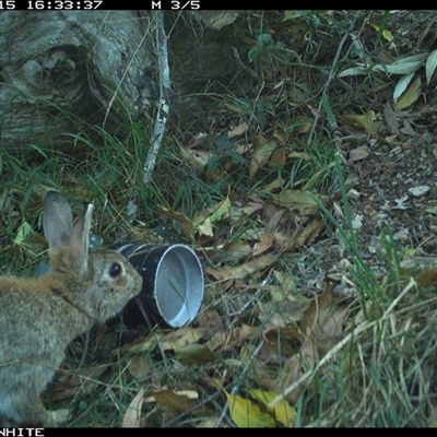 Oryctolagus cuniculus (European Rabbit) at Wapengo, NSW - 15 Oct 2024 by Pigram
