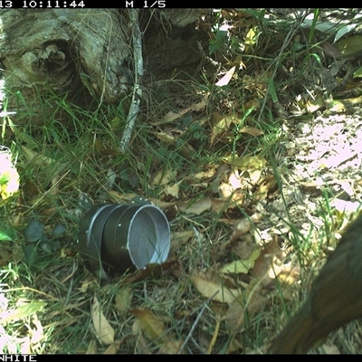 Ptilonorhynchus violaceus (Satin Bowerbird) at Wapengo, NSW - 13 Oct 2024 by Pigram