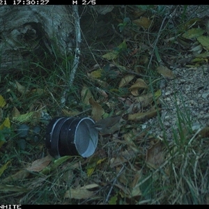 Sericornis frontalis at Wapengo, NSW - 21 Oct 2024 by Pigram