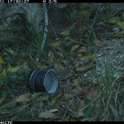 Sericornis frontalis (White-browed Scrubwren) at Wapengo, NSW - 21 Oct 2024 by Pigram