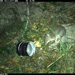 Perameles nasuta (Long-nosed Bandicoot) at Wapengo, NSW - 28 Oct 2024 by Pigram