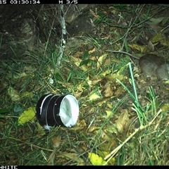 Rattus fuscipes (Bush Rat) at Wapengo, NSW - 15 Oct 2024 by Pigram
