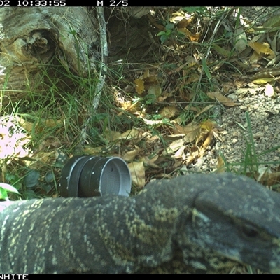 Varanus varius (Lace Monitor) at Wapengo, NSW - 2 Nov 2024 by Pigram