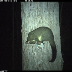 Trichosurus vulpecula (Common Brushtail Possum) at Wapengo, NSW - 29 Nov 2024 by Pigram