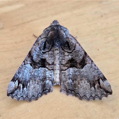 Nisista notodontaria (Annulus Crest-moth) at Yass River, NSW - 5 Jun 2025 by SenexRugosus