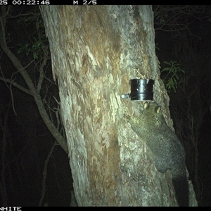 Trichosurus vulpecula (Common Brushtail Possum) at Wapengo, NSW - 25 Nov 2024 by VanO