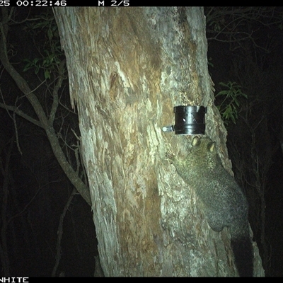 Trichosurus vulpecula (Common Brushtail Possum) at Wapengo, NSW - 25 Nov 2024 by VanO