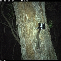 Petaurus breviceps (Sugar Glider) at Wapengo, NSW - 12 Oct 2024 by VanO