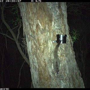 Petaurus notatus at Wapengo, NSW - 12 Oct 2024 by VanO