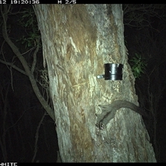 Petaurus breviceps at Wapengo, NSW - 12 Oct 2024 07:20 PM