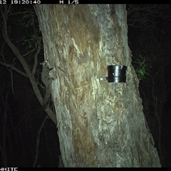 Petaurus breviceps at Wapengo, NSW - 12 Oct 2024 07:20 PM