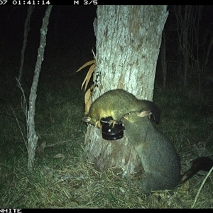 Trichosurus vulpecula (Common Brushtail Possum) at Wapengo, NSW - 7 Nov 2024 by VanO