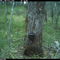 Tachyglossus aculeatus (Short-beaked Echidna) at Wapengo, NSW - 9 Nov 2024 by VanO