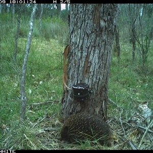 Tachyglossus aculeatus (Short-beaked Echidna) at Wapengo, NSW - 9 Nov 2024 by VanO