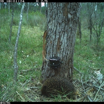 Tachyglossus aculeatus (Short-beaked Echidna) at Wapengo, NSW - 9 Nov 2024 by VanO
