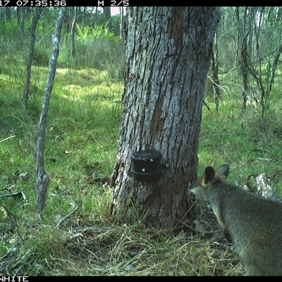Wallabia bicolor (Swamp Wallaby) at Wapengo, NSW - 17 Oct 2024 by VanO