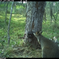 Wallabia bicolor at Wapengo, NSW - 17 Oct 2024 07:35 AM
