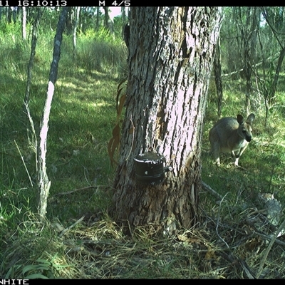 Notamacropus rufogriseus (Red-necked Wallaby) at Wapengo, NSW - 11 Nov 2024 by VanO