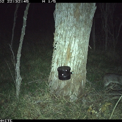 Perameles nasuta (Long-nosed Bandicoot) at Wapengo, NSW - 2 Nov 2024 by VanO