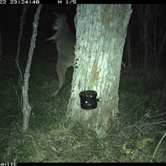 Macropus giganteus (Eastern Grey Kangaroo) at Wapengo, NSW - 22 Oct 2024 by VanO