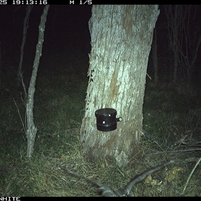 Unverified Bird at Wapengo, NSW - 25 Oct 2024 by VanO