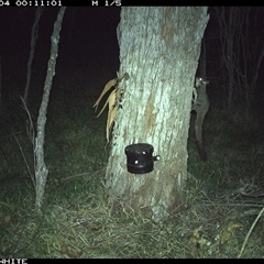 Petaurus breviceps (Sugar Glider) at Wapengo, NSW - 4 Nov 2024 by VanO