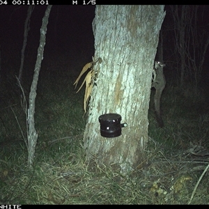 Petaurus breviceps at Wapengo, NSW - 4 Nov 2024 12:11 AM
