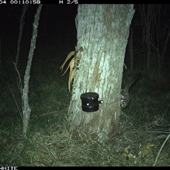 Petaurus breviceps at Wapengo, NSW - 4 Nov 2024 12:11 AM