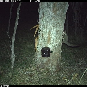 Petaurus notatus at Wapengo, NSW - 6 Nov 2024 by VanO