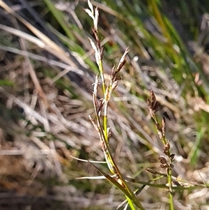 Lepidosperma laterale at Bruce, ACT - Today by WalkYonder