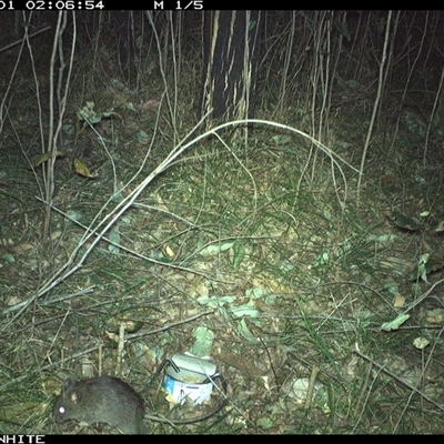 Rattus fuscipes (Bush Rat) at Dignams Creek, NSW - 1 Sep 2024 by sagaunt