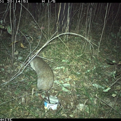 Perameles nasuta (Long-nosed Bandicoot) at Dignams Creek, NSW - 1 Sep 2024 by sagaunt