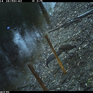 Menura novaehollandiae (Superb Lyrebird) at Dignams Creek, NSW - 14 Sep 2024 by sagaunt